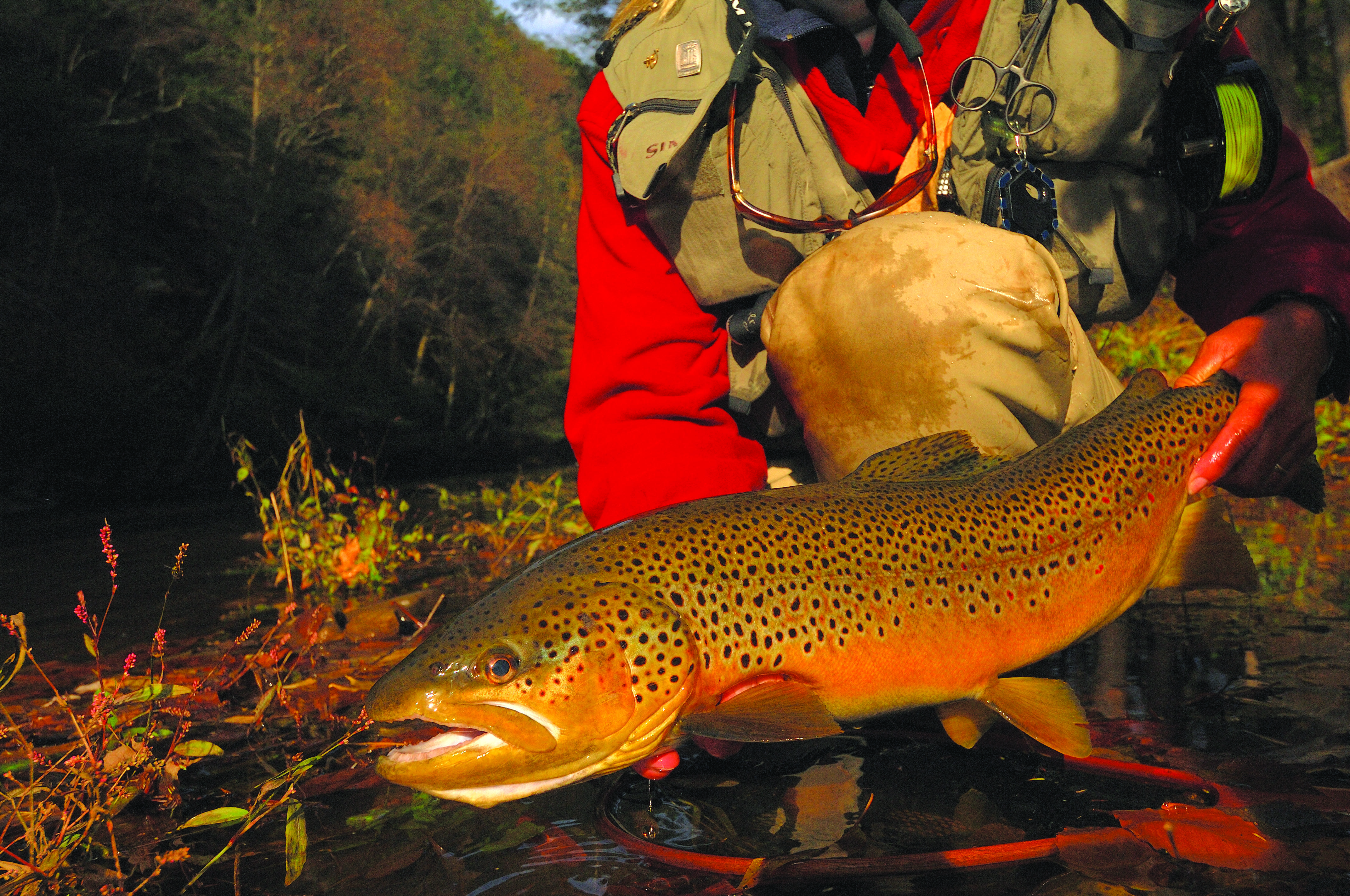 Fall Brown Trout0045